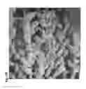 Fig. 11 - Micropropagation of date palm
