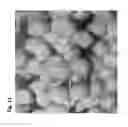 Fig. 12 - Micropropagation of date palm