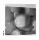 Fig. 13 - Micropropagation of date palm