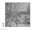 Fig. 14 - Micropropagation of date palm