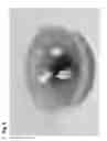 Fig. 05 - Micropropagation of HDT date palm