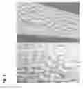Fig. 06 - Micropropagation of HDT date palm
