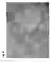 Fig. 09 - Micropropagation of HDT date palm
