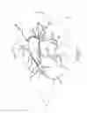 Fig. 07 - Hip lift animal harness device