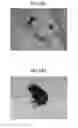 Fig. 14 - BIRDS, METHOD FOR PRODUCING BIRDS, AND BIRD EGGS