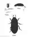 Fig. 08 - Insect spawning container, facility and method for breeding insects