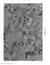 Fig. 02 - Moisture wicking and cooling capsules having an outer shell comprising a siloxane and methods for making same