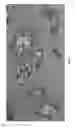 Fig. 03 - Moisture wicking and cooling capsules having an outer shell comprising a siloxane and methods for making same