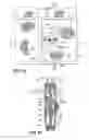 Fig. 18 - Article of clothing having magnetic fastening assemblies
