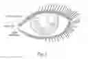 Fig. 02 - Artificial lash extensions