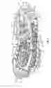 Fig. 03 - SOLE STRUCTURE WITH CHEVRON TRACTION ELEMENTS