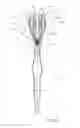 Fig. 06 - DOUBLE HEADED TOOTHBRUSH WITH FLOSS