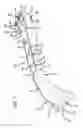 Fig. 06 - Bone plate for plate osteosynthesis and method for use thereof