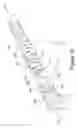 Fig. 19 - Animal dental hygienic device