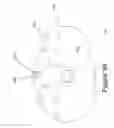 Fig. 31 - Animal dental hygienic device
