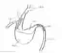 Fig. 01 - Stent