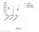 Fig. 11 - EBOLA/MARBURG VACCINES