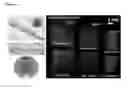 Fig. 02 - Injectable Cryogel Vaccine Devices and Methods of Use Thereof