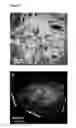 Fig. 08 - Injectable Cryogel Vaccine Devices and Methods of Use Thereof