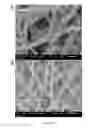 Fig. 09 - Polymer fiber scaffolds and uses thereof