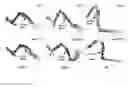 Fig. 01 - Compositions and methods for treating bone diseases