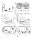 Fig. 08 - Method of treating severe asthma