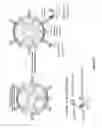 Fig. 15 - Methods and compositions for cells expressing a chimeric intracellular signaling molecule