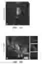 Fig. 07 - METHODS AND COMPOSITIONS FOR THE TREATMENT OR PREVENTION OF PARKINSON'S DISEASE