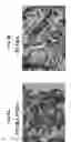 Fig. 05 - OXYGENATED DEMINERALIZED BONE MATRIX FOR USE IN BONE GROWTH