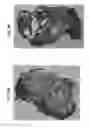 Fig. 09 - OXYGENATED DEMINERALIZED BONE MATRIX FOR USE IN BONE GROWTH