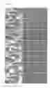 Fig. 10 - Composition containing angelica extract for promoting proliferation of stem cells derived from bone marrow