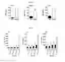 Fig. 05 - METHODS AND COMPOSITIONS FOR TREATMENT OF GAUCHER DISEASE VIA MODULATION OF C5A RECEPTOR