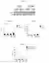 Fig. 16 - METHODS AND COMPOSITIONS FOR TREATMENT OF GAUCHER DISEASE VIA MODULATION OF C5A RECEPTOR