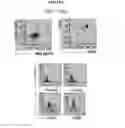 Fig. 27 - METHODS AND COMPOSITIONS FOR TREATMENT OF GAUCHER DISEASE VIA MODULATION OF C5A RECEPTOR