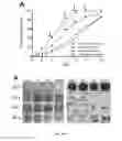Fig. 03 - Topical erythropoietin formulations and methods for improving wound healing with and cosmetic use of the formulations