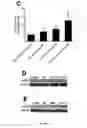 Fig. 05 - Topical erythropoietin formulations and methods for improving wound healing with and cosmetic use of the formulations