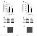 Fig. 12 - Topical erythropoietin formulations and methods for improving wound healing with and cosmetic use of the formulations