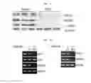 Fig. 05 - Composition for diagnosing, preventing, or treating vascular smooth muscle cell proliferative diseases using FGF12