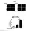 Fig. 06 - Composition for diagnosing, preventing, or treating vascular smooth muscle cell proliferative diseases using FGF12