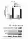 Fig. 13 - Composition for diagnosing, preventing, or treating vascular smooth muscle cell proliferative diseases using FGF12