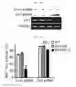 Fig. 15 - Composition for diagnosing, preventing, or treating vascular smooth muscle cell proliferative diseases using FGF12