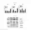 Fig. 21 - Composition for diagnosing, preventing, or treating vascular smooth muscle cell proliferative diseases using FGF12