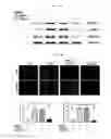 Fig. 23 - Composition for diagnosing, preventing, or treating vascular smooth muscle cell proliferative diseases using FGF12