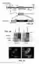 Fig. 02 - Treating cardiovascular or renal diseases