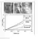 Fig. 01 - Formation of bone