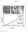 Fig. 02 - Formation of bone