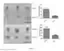 Fig. 18 - TARGETING MDA-5 ACTIVATION FOR CANCER IMMUNOTHERAPY