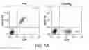 Fig. 11 - Methods for inducing partial apoptosis using caspase polypeptides