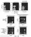 Fig. 21 - Methods for inducing partial apoptosis using caspase polypeptides