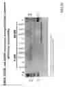 Fig. 72 - Methods for inducing partial apoptosis using caspase polypeptides